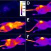 Fluorescence Imaging of Bacterial Infection : Optical images of a mouse with a S. aureus infection in the left rear thigh muscle. Images were acquired before (A), and immediately following (B), intravenous injection of fluorescent probe, and at 6 h (C), 1